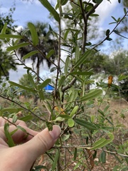 Quercus minima