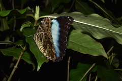 Morpho deidamia