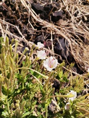Mirabilis longiflora