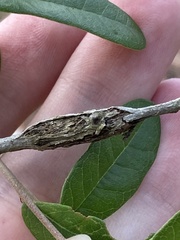 Insecta
