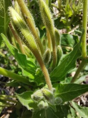 Mirabilis longiflora