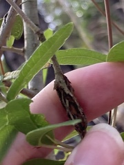 Insecta