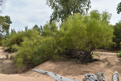 Syzygium eucalyptoides