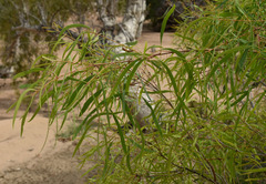 Syzygium eucalyptoides