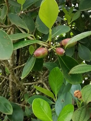 Magnoliopsida