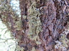Usnea cirrosa