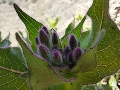 Mirabilis longiflora