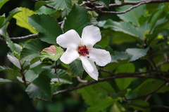 Dillenia philippinensis