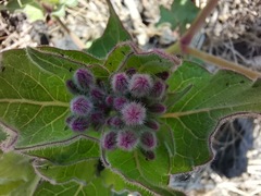 Mirabilis longiflora