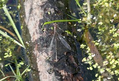 Sympecma fusca