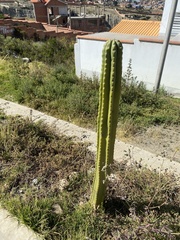 Trichocereus bridgesii