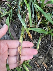 Colletotrichum liriopes