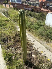Trichocereus bridgesii