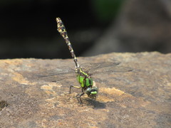Ophiogomphus colubrinus
