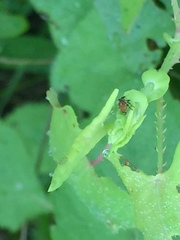 Rhinoncomimus latipes