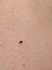 Rhinoncomimus latipes