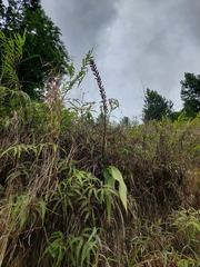Pitcairnia