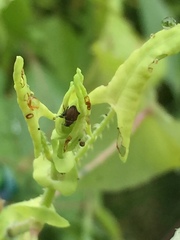 Rhinoncomimus latipes