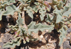 Acleisanthes diffusa