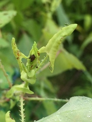 Rhinoncomimus latipes
