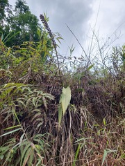 Pitcairnia