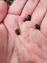 Onthophagus hecate hecate