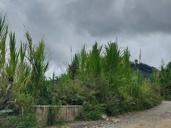 Pitcairnia