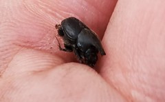 Onthophagus hecate hecate