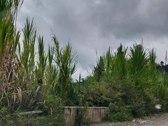 Pitcairnia