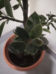 Angiospermae