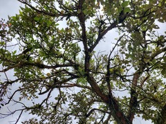 Erythrina fusca