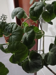 Pelargonium