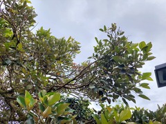 Erythrina fusca