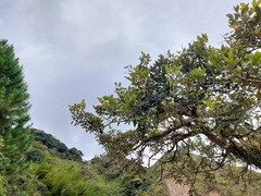 Erythrina fusca