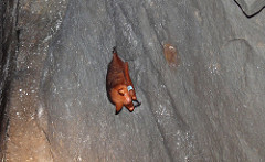 Myotis rufoniger