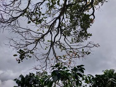 Erythrina fusca