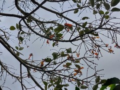 Erythrina fusca