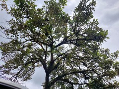 Erythrina fusca