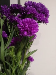 Asteraceae