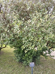 Feijoa