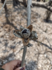 Magnoliopsida