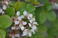 Prunus subcordata