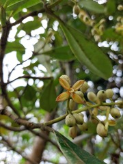 Clusia