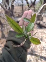 Magnoliopsida