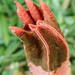 Lantern Stinkhorn - Photo (c) Cindy Howland-Hodson, some rights reserved (CC BY-NC), uploaded by Cindy Howland-Hodson