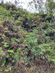 Bletia catenulata