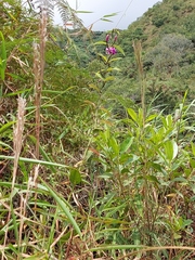 Bletia catenulata