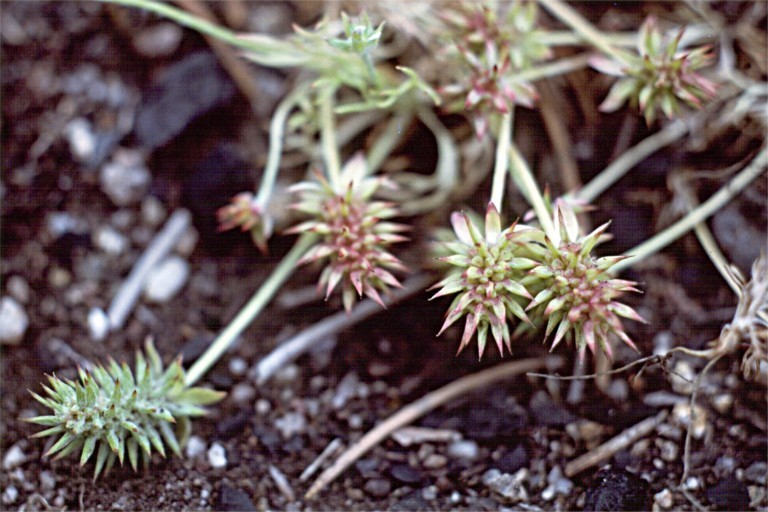 Bur Buttercup Cete5 Octc Flora Guide · Inaturalist