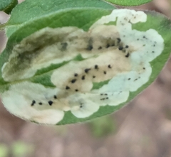 Aulagromyza cornigera