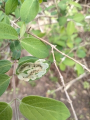 Aulagromyza cornigera